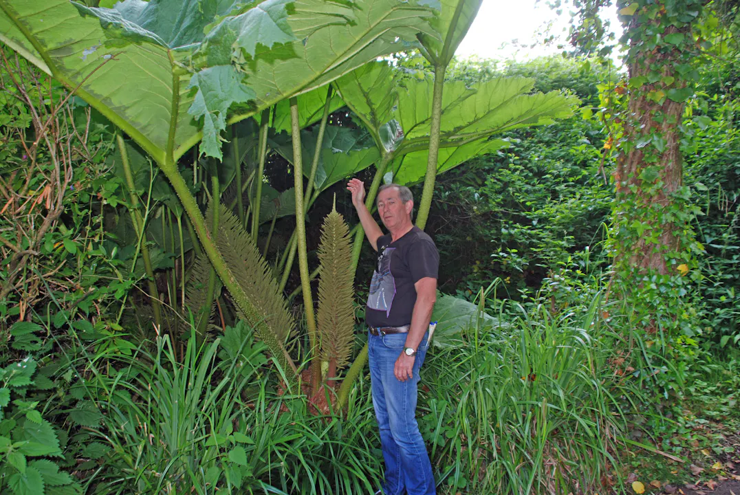 Gunera høyere enn høy i aboreet i landsbyen Cockington