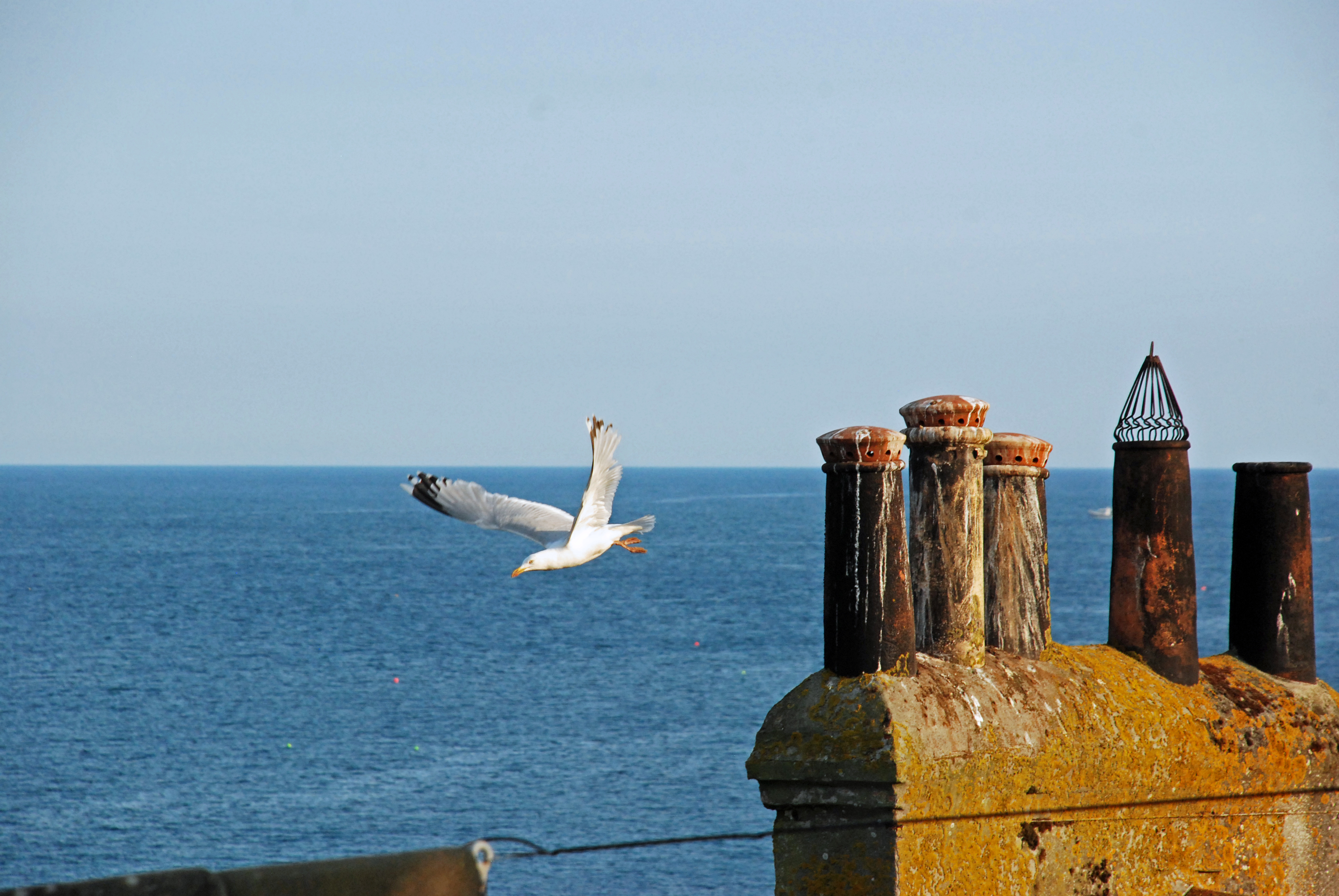 Måker må til i en fiskelandsby