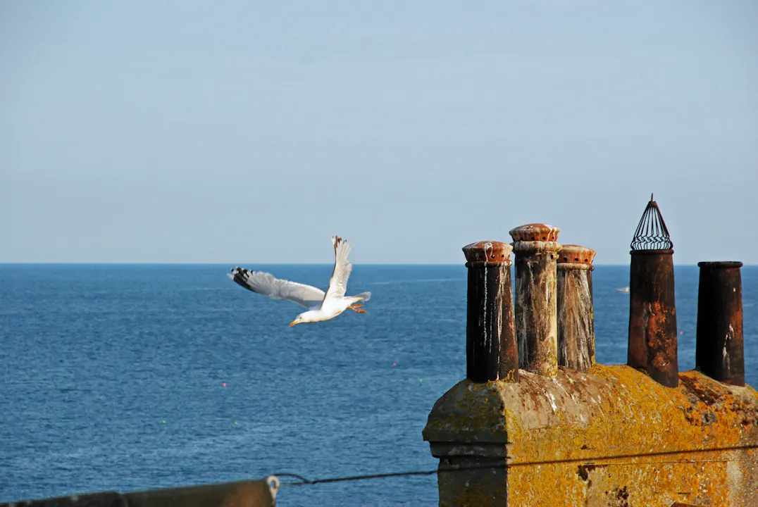 Måker må til i en fiskelandsby