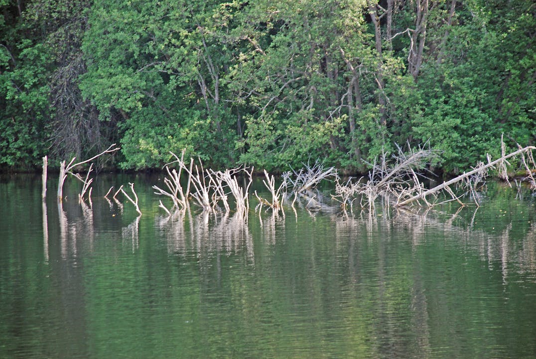 Flott natur langs elvebredden