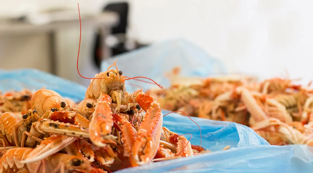 240578408_101809285578819_225358290708239863_n