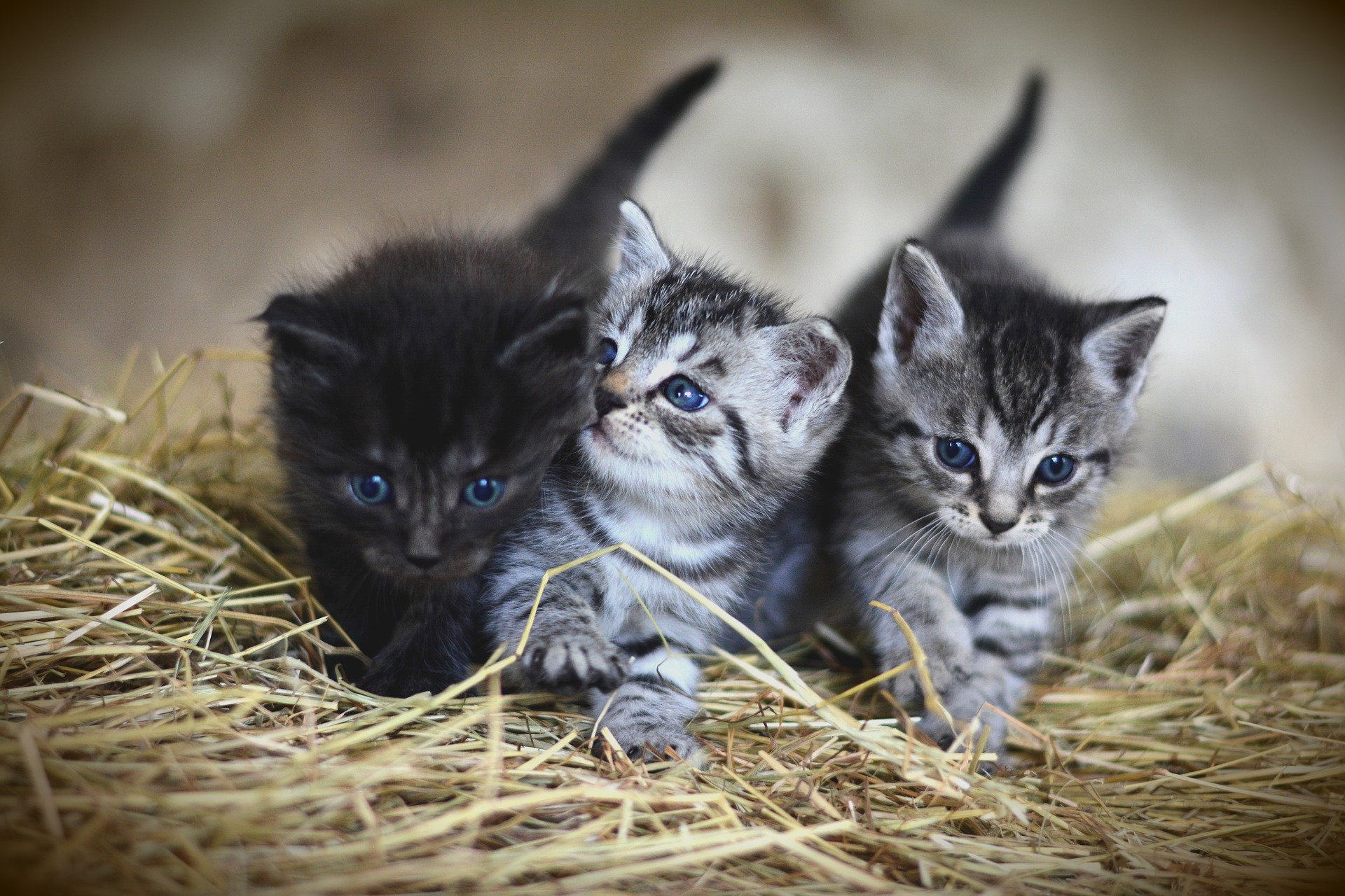 kittens-g6aebbb4d0_1920