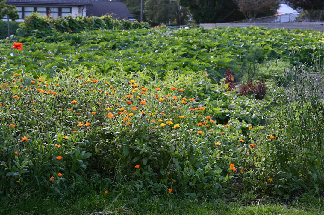 DSC_6331